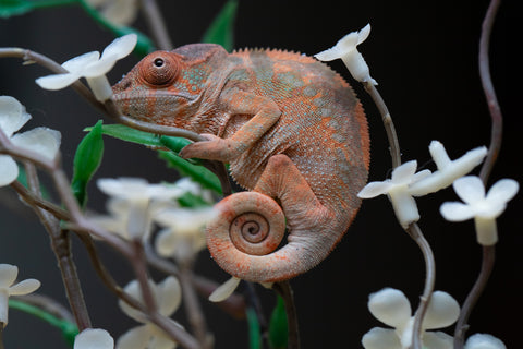 Holdbacks/Individuals: Ambilobe offspring from "Fiadanana" (AKA Tranquility) x "Kadoa-manomeo" (AKA Gift Giver) - Hatched Aug/Sept 2025 - Female #1