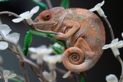 Holdbacks/Individuals: Ambilobe offspring from "Fiadanana" (AKA Tranquility) x "Kadoa-manomeo" (AKA Gift Giver) - Hatched Aug/Sept 2025 - Female #1