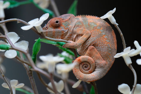 Holdbacks/Individuals: Ambilobe offspring from "Fiadanana" (AKA Tranquility) x "Kadoa-manomeo" (AKA Gift Giver) - Hatched Aug/Sept 2025 - Female #1