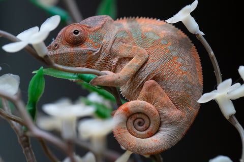 Holdbacks/Individuals: Ambilobe offspring from "Fiadanana" (AKA Tranquility) x "Kadoa-manomeo" (AKA Gift Giver) - Hatched Aug/Sept 2025 - Female #1