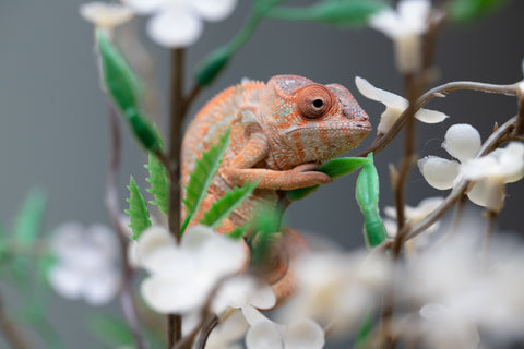 Holdbacks/Individuals: Ambilobe offspring from "Fiadanana" (AKA Tranquility) x "Kadoa-manomeo" (AKA Gift Giver) - Hatched Aug/Sept 2025 - Female #1