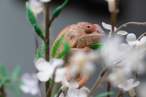 Holdbacks/Individuals: Ambilobe offspring from "Fiadanana" (AKA Tranquility) x "Kadoa-manomeo" (AKA Gift Giver) - Hatched Aug/Sept 2025 - Female #1
