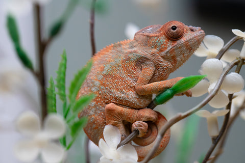 Holdbacks/Individuals: Ambilobe offspring from "Fiadanana" (AKA Tranquility) x "Kadoa-manomeo" (AKA Gift Giver) - Hatched Aug/Sept 2025 - Female #1