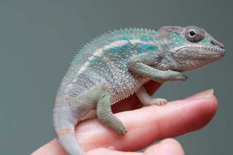 Holdbacks/Individuals: Ambilobe offspring from "Fiadanana" (AKA Tranquility) x "Kadoa-manomeo" (AKA Gift Giver) - Hatched Aug/Sept 2025 - Male #1