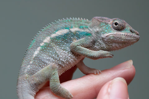 Holdbacks/Individuals: Ambilobe offspring from "Fiadanana" (AKA Tranquility) x "Kadoa-manomeo" (AKA Gift Giver) - Hatched Aug/Sept 2025 - Male #1