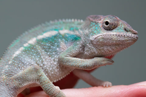 Holdbacks/Individuals: Ambilobe offspring from "Fiadanana" (AKA Tranquility) x "Kadoa-manomeo" (AKA Gift Giver) - Hatched Aug/Sept 2025 - Male #1