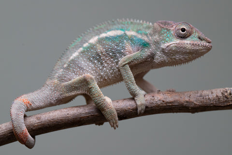 Holdbacks/Individuals: Ambilobe offspring from "Fiadanana" (AKA Tranquility) x "Kadoa-manomeo" (AKA Gift Giver) - Hatched Aug/Sept 2025 - Male #1