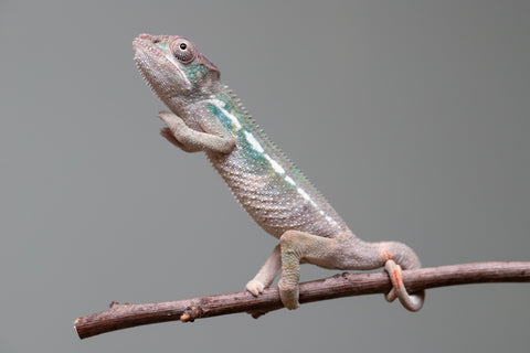 Holdbacks/Individuals: Ambilobe offspring from "Fiadanana" (AKA Tranquility) x "Kadoa-manomeo" (AKA Gift Giver) - Hatched Aug/Sept 2025 - Male #1