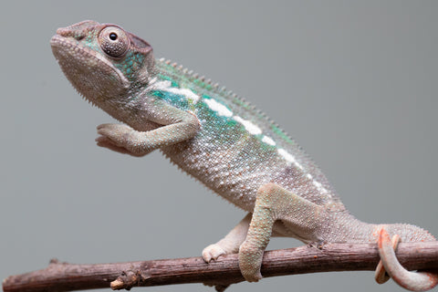 Holdbacks/Individuals: Ambilobe offspring from "Fiadanana" (AKA Tranquility) x "Kadoa-manomeo" (AKA Gift Giver) - Hatched Aug/Sept 2025 - Male #1