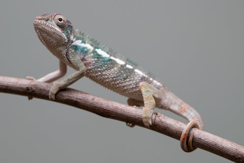 Holdbacks/Individuals: Ambilobe offspring from "Fiadanana" (AKA Tranquility) x "Kadoa-manomeo" (AKA Gift Giver) - Hatched Aug/Sept 2025 - Male #1