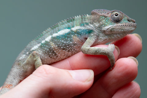 Holdbacks/Individuals: Ambilobe offspring from "Fiadanana" (AKA Tranquility) x "Kadoa-manomeo" (AKA Gift Giver) - Hatched Aug/Sept 2025 - Male #1