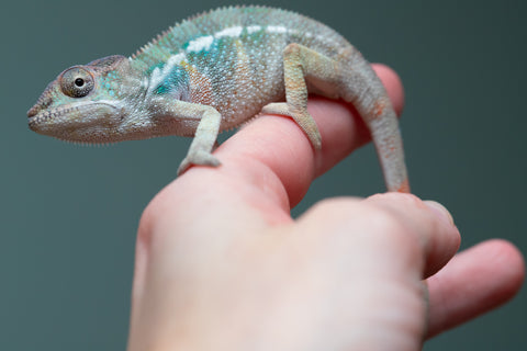 Holdbacks/Individuals: Ambilobe offspring from "Fiadanana" (AKA Tranquility) x "Kadoa-manomeo" (AKA Gift Giver) - Hatched Aug/Sept 2025 - Male #1