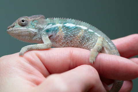 Holdbacks/Individuals: Ambilobe offspring from "Fiadanana" (AKA Tranquility) x "Kadoa-manomeo" (AKA Gift Giver) - Hatched Aug/Sept 2025 - Male #1