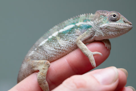 Holdbacks/Individuals: Ambilobe offspring from "Fiadanana" (AKA Tranquility) x "Kadoa-manomeo" (AKA Gift Giver) - Hatched Aug/Sept 2025 - Male #1