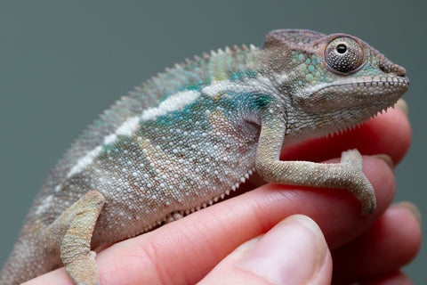 Holdbacks/Individuals: Ambilobe offspring from "Fiadanana" (AKA Tranquility) x "Kadoa-manomeo" (AKA Gift Giver) - Hatched Aug/Sept 2025 - Male #1