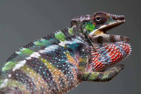 Holdbacks/Individuals: Ambilobe offspring from "Fiadanana" (AKA Tranquility) x "Kadoa-manomeo" (AKA Gift Giver) - Hatched Aug/Sept 2025 - Male #1