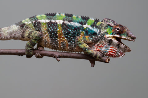 Holdbacks/Individuals: Ambilobe offspring from "Fiadanana" (AKA Tranquility) x "Kadoa-manomeo" (AKA Gift Giver) - Hatched Aug/Sept 2025 - Male #1