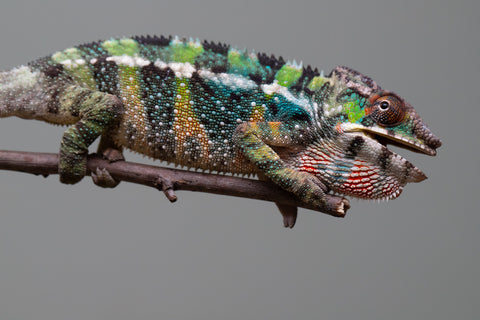 Holdbacks/Individuals: Ambilobe offspring from "Fiadanana" (AKA Tranquility) x "Kadoa-manomeo" (AKA Gift Giver) - Hatched Aug/Sept 2025 - Male #1