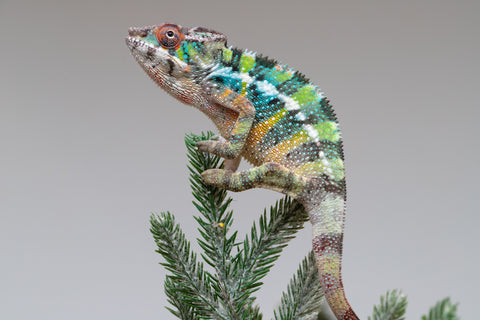 Holdbacks/Individuals: Ambilobe offspring from "Fiadanana" (AKA Tranquility) x "Kadoa-manomeo" (AKA Gift Giver) - Hatched Aug/Sept 2025 - Male #1