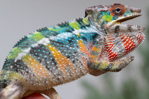 Holdbacks/Individuals: Ambilobe offspring from "Fiadanana" (AKA Tranquility) x "Kadoa-manomeo" (AKA Gift Giver) - Hatched Aug/Sept 2025 - Male #1