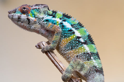 Holdbacks/Individuals: Ambilobe offspring from "Fiadanana" (AKA Tranquility) x "Kadoa-manomeo" (AKA Gift Giver) - Hatched Aug/Sept 2025 - Male #1