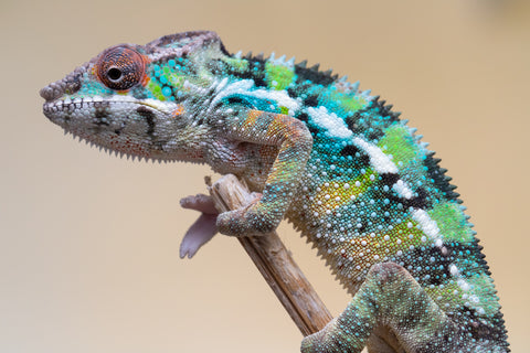 Holdbacks/Individuals: Ambilobe offspring from "Fiadanana" (AKA Tranquility) x "Kadoa-manomeo" (AKA Gift Giver) - Hatched Aug/Sept 2025 - Male #1