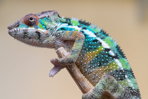Holdbacks/Individuals: Ambilobe offspring from "Fiadanana" (AKA Tranquility) x "Kadoa-manomeo" (AKA Gift Giver) - Hatched Aug/Sept 2025 - Male #1