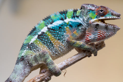 Holdbacks/Individuals: Ambilobe offspring from "Fiadanana" (AKA Tranquility) x "Kadoa-manomeo" (AKA Gift Giver) - Hatched Aug/Sept 2025 - Male #1