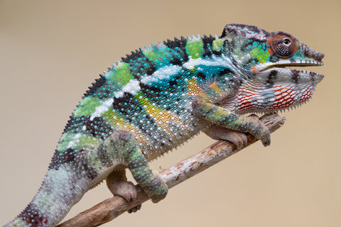 Holdbacks/Individuals: Ambilobe offspring from "Fiadanana" (AKA Tranquility) x "Kadoa-manomeo" (AKA Gift Giver) - Hatched Aug/Sept 2025 - Male #1