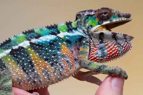 Holdbacks/Individuals: Ambilobe offspring from "Fiadanana" (AKA Tranquility) x "Kadoa-manomeo" (AKA Gift Giver) - Hatched Aug/Sept 2025 - Male #1