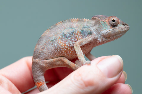 Holdbacks/Individuals: Ambilobe offspring from "Fiadanana" (AKA Tranquility) x "Kadoa-manomeo" (AKA Gift Giver) - Hatched Aug/Sept 2025 - Male #2