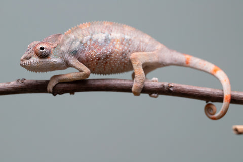 Holdbacks/Individuals: Ambilobe offspring from "Fiadanana" (AKA Tranquility) x "Kadoa-manomeo" (AKA Gift Giver) - Hatched Aug/Sept 2025 - Male #2