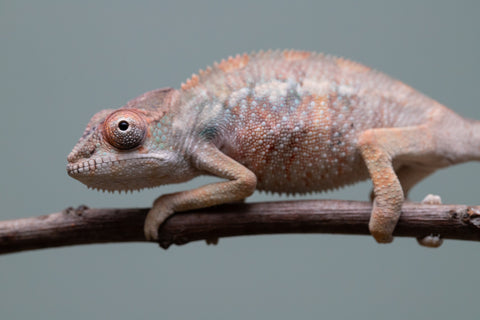 Holdbacks/Individuals: Ambilobe offspring from "Fiadanana" (AKA Tranquility) x "Kadoa-manomeo" (AKA Gift Giver) - Hatched Aug/Sept 2025 - Male #2