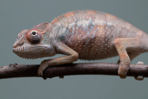 Holdbacks/Individuals: Ambilobe offspring from "Fiadanana" (AKA Tranquility) x "Kadoa-manomeo" (AKA Gift Giver) - Hatched Aug/Sept 2025 - Male #2