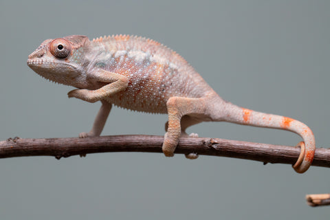 Holdbacks/Individuals: Ambilobe offspring from "Fiadanana" (AKA Tranquility) x "Kadoa-manomeo" (AKA Gift Giver) - Hatched Aug/Sept 2025 - Male #2