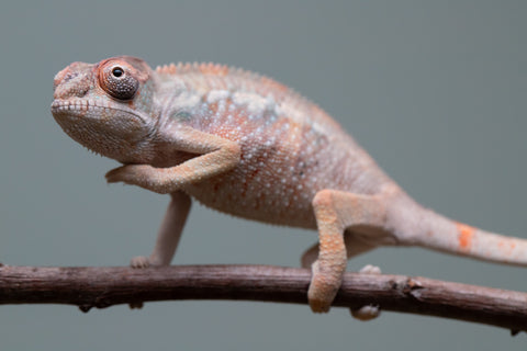 Holdbacks/Individuals: Ambilobe offspring from "Fiadanana" (AKA Tranquility) x "Kadoa-manomeo" (AKA Gift Giver) - Hatched Aug/Sept 2025 - Male #2