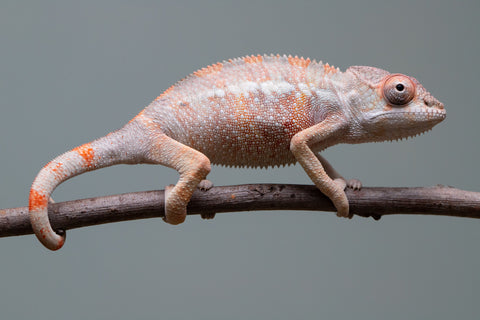 Holdbacks/Individuals: Ambilobe offspring from "Fiadanana" (AKA Tranquility) x "Kadoa-manomeo" (AKA Gift Giver) - Hatched Aug/Sept 2025 - Male #2