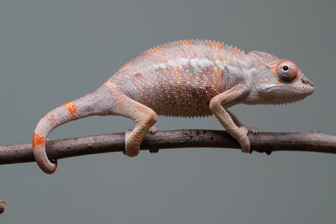 Holdbacks/Individuals: Ambilobe offspring from "Fiadanana" (AKA Tranquility) x "Kadoa-manomeo" (AKA Gift Giver) - Hatched Aug/Sept 2025 - Male #2