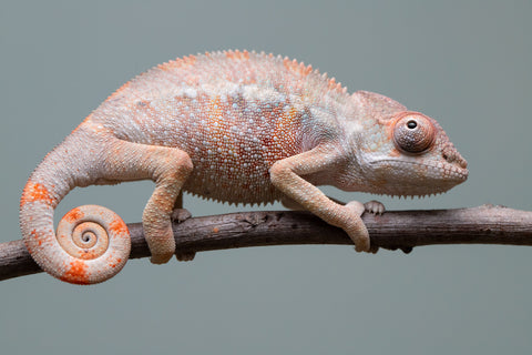 Holdbacks/Individuals: Ambilobe offspring from "Fiadanana" (AKA Tranquility) x "Kadoa-manomeo" (AKA Gift Giver) - Hatched Aug/Sept 2025 - Male #2