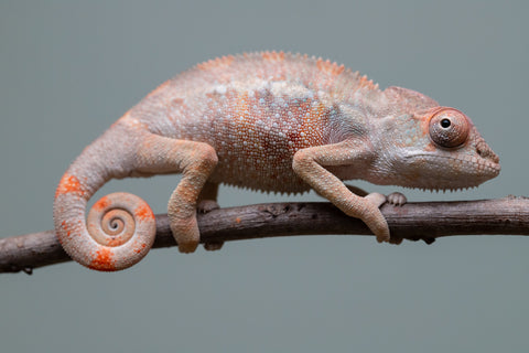 Holdbacks/Individuals: Ambilobe offspring from "Fiadanana" (AKA Tranquility) x "Kadoa-manomeo" (AKA Gift Giver) - Hatched Aug/Sept 2025 - Male #2