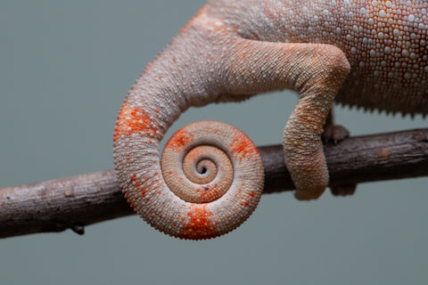 Holdbacks/Individuals: Ambilobe offspring from "Fiadanana" (AKA Tranquility) x "Kadoa-manomeo" (AKA Gift Giver) - Hatched Aug/Sept 2025 - Male #2