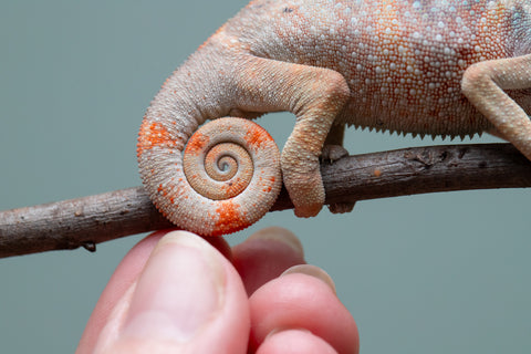 Holdbacks/Individuals: Ambilobe offspring from "Fiadanana" (AKA Tranquility) x "Kadoa-manomeo" (AKA Gift Giver) - Hatched Aug/Sept 2025 - Male #2