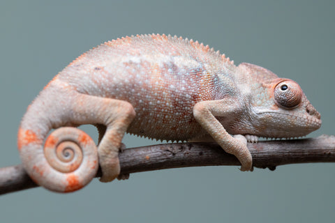 Holdbacks/Individuals: Ambilobe offspring from "Fiadanana" (AKA Tranquility) x "Kadoa-manomeo" (AKA Gift Giver) - Hatched Aug/Sept 2025 - Male #2