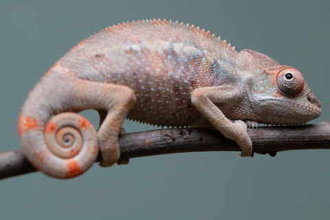 Holdbacks/Individuals: Ambilobe offspring from "Fiadanana" (AKA Tranquility) x "Kadoa-manomeo" (AKA Gift Giver) - Hatched Aug/Sept 2025 - Male #2