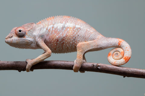 Holdbacks/Individuals: Ambilobe offspring from "Fiadanana" (AKA Tranquility) x "Kadoa-manomeo" (AKA Gift Giver) - Hatched Aug/Sept 2025 - Male #2