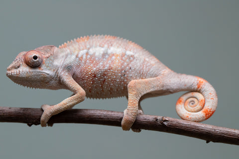 Holdbacks/Individuals: Ambilobe offspring from "Fiadanana" (AKA Tranquility) x "Kadoa-manomeo" (AKA Gift Giver) - Hatched Aug/Sept 2025 - Male #2