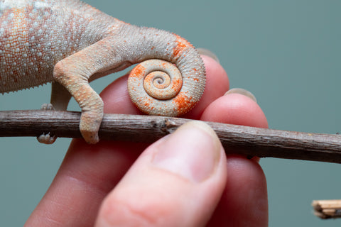 Holdbacks/Individuals: Ambilobe offspring from "Fiadanana" (AKA Tranquility) x "Kadoa-manomeo" (AKA Gift Giver) - Hatched Aug/Sept 2025 - Male #2