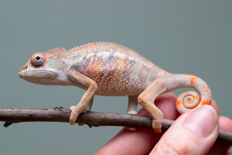 Holdbacks/Individuals: Ambilobe offspring from "Fiadanana" (AKA Tranquility) x "Kadoa-manomeo" (AKA Gift Giver) - Hatched Aug/Sept 2025 - Male #2