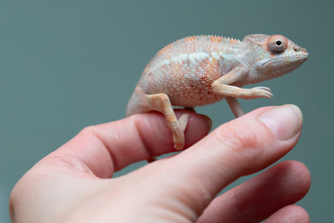 Holdbacks/Individuals: Ambilobe offspring from "Fiadanana" (AKA Tranquility) x "Kadoa-manomeo" (AKA Gift Giver) - Hatched Aug/Sept 2025 - Male #2