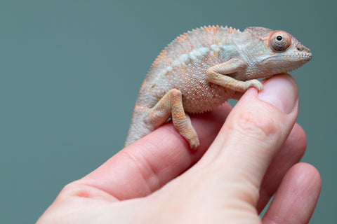 Holdbacks/Individuals: Ambilobe offspring from "Fiadanana" (AKA Tranquility) x "Kadoa-manomeo" (AKA Gift Giver) - Hatched Aug/Sept 2025 - Male #2